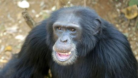 Charming Chimpanzee Portrait wallpaper