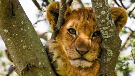 Adorable Lion Cub in Tree wallpaper