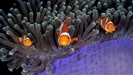 Clownfish Dance Amidst Sea Anemones wallpaper