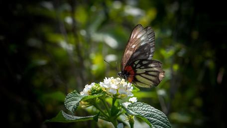Delicate Butterfly on Blooming Flower Perfectly Captured for Nature Lovers wallpaper