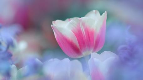 Springtime Tulip Elegance wallpaper