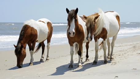 Wild Ponies on Seashore Sands wallpaper