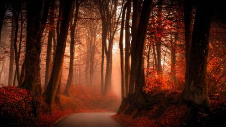 Autumn's Mystical Pathway in the Forest wallpaper