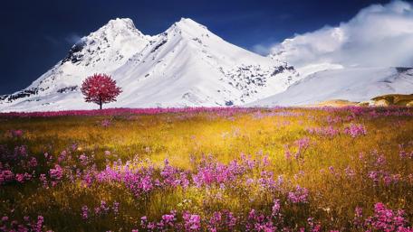 Spring Blooms and Snow-Capped Peaks wallpaper