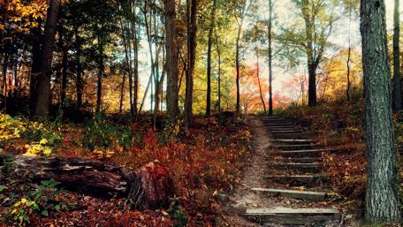 Autumn Serenity in the Forest wallpaper
