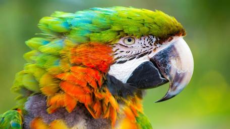 Vibrant Macaw in Nature's Beauty wallpaper