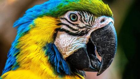 Vibrant Parrot Portraits for Nature Lovers wallpaper