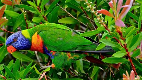Vibrant Parrot Among Lush Greenery wallpaper