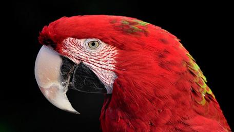 Vibrant Red Parrot Portrait wallpaper