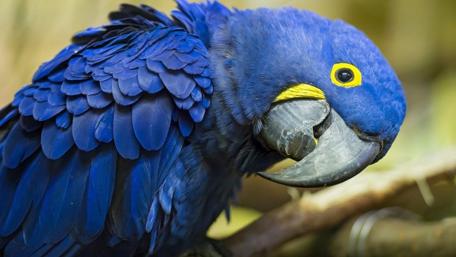 Stunning Blue Parrot Close-Up Wallpaper wallpaper
