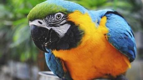 Vibrant Parrot in Nature's Embrace wallpaper