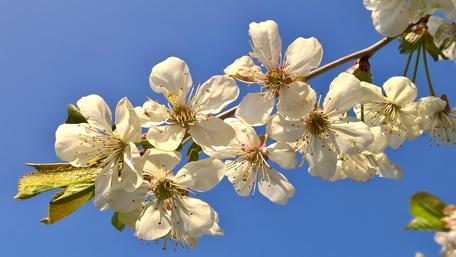Delicate Blossoms Under a Bright Sky wallpaper