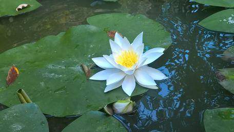 Serene Water Lily Amidst Lush Greenery wallpaper