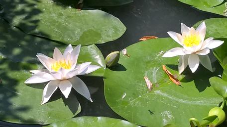 Serene Water Lilies in Tranquil Waters wallpaper