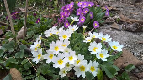 Charming Spring Blooms in Vibrant Colors wallpaper