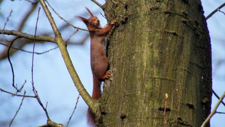 Squirrel Climbing a Tree in Vibrant Detail wallpaper
