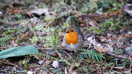 Sweet Robin on Forest Floor wallpaper