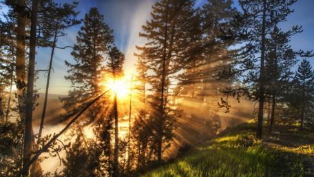 Golden Rays in a Serene Forest Scene wallpaper