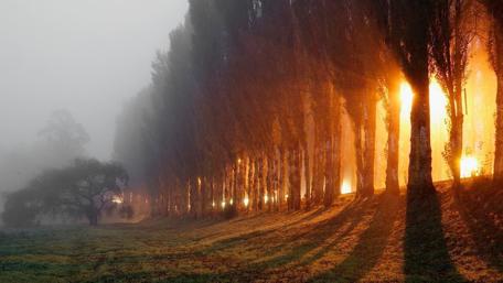 Sunset Radiance in Misty Forest wallpaper