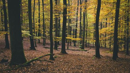 Golden Autumn Forest Embracing Nature's Change wallpaper