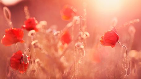 Radiant Summer Poppy Field wallpaper