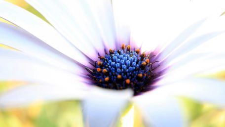 Delicate Petals in Radiant Light wallpaper