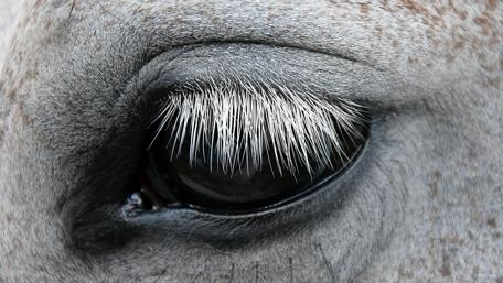 Mesmerizing Horse Eye Close-up wallpaper
