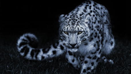 Prowling Snow Leopard under Moonlight wallpaper