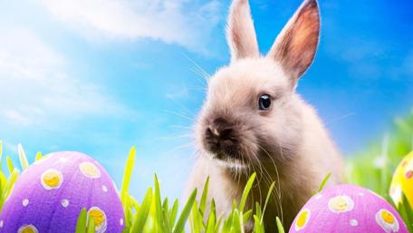 Easter Bunny Delight wallpaper