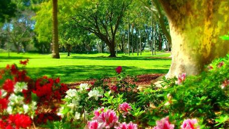 Springtime Bloom in Lush Park wallpaper