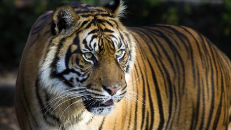 Tiger wallpaper