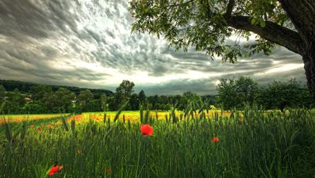 Whispering Wheat Field with Poppies and Sky wallpaper