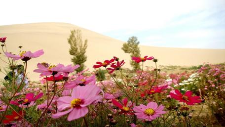 Blooming Oasis in Sandy Expanse wallpaper