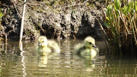 Adorable Ducklings Swimming in Serenity wallpaper