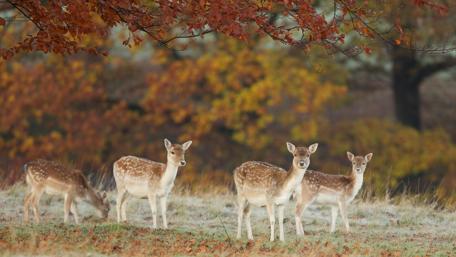 Deer in Autumn Tranquility wallpaper