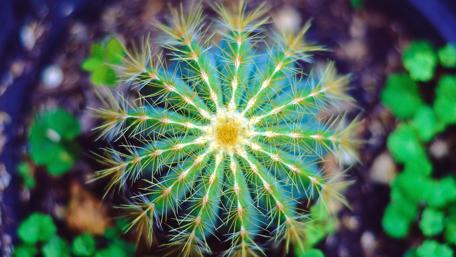 Prickly Beauty in Vivid Detail wallpaper