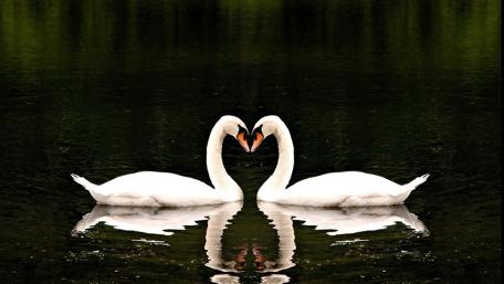 Elegant Swans Embracing on Serene Lake Surface wallpaper