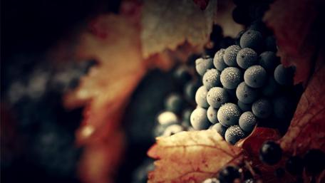 Autumn's Bounty of Grapes and Leaves wallpaper