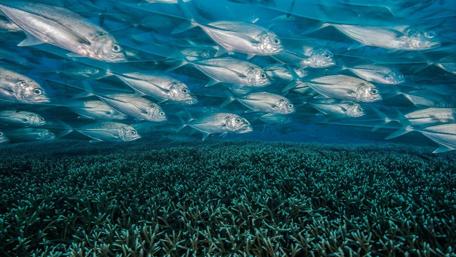 School of Sardines Under the Sea wallpaper