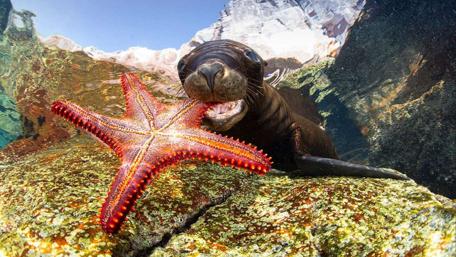 Sea Lion's Playful Encounter Underwater wallpaper