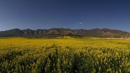 Golden Blossoms Under Clear Skies wallpaper