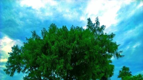 Rejuvenating Canopy Under a Blue Sky wallpaper