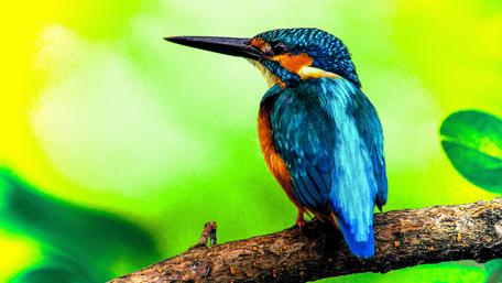 Vibrant Blue Bird on a Branch wallpaper