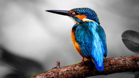 Vivid Blue Kingfisher Perched Elegantly wallpaper