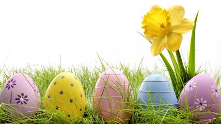 Easter Eggs and Daffodil Delight in Springtime wallpaper
