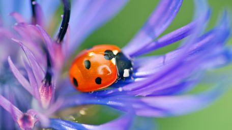 Ladybird on Purple Petals wallpaper