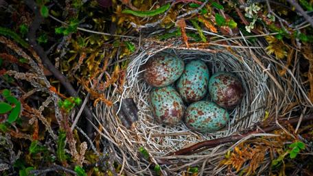 Nestled Treasures of Nature's Artistry wallpaper