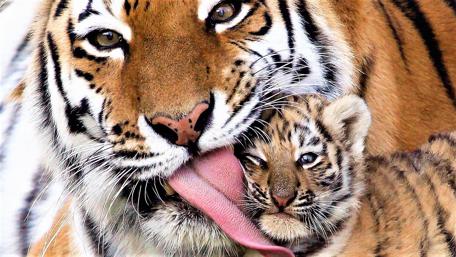 Tiger Tenderness: A Mother’s Love for Her Cub wallpaper