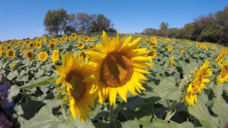 Sunflower Bliss in Kansas Field wallpaper