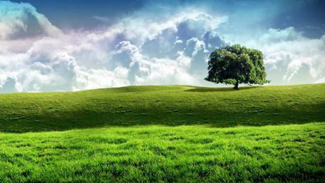 Serenity in Nature's Embrace wallpaper